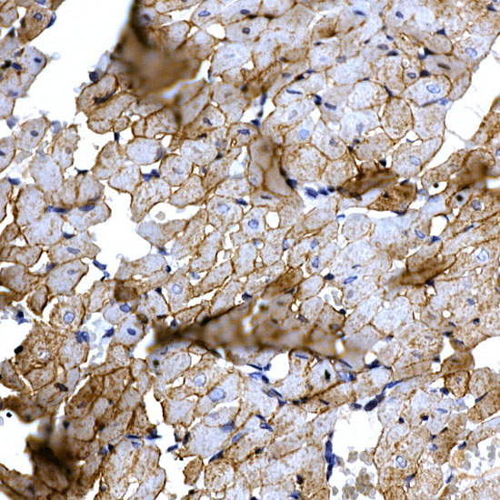 Immunohistochemistry of paraffin-embedded rat heart using SLC14A1 Rabbit pAb  at dilution of 1:200 