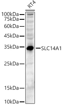 Western blot analysis of RT4, using SLC14A1 antibody  at  1:400 dilution