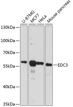 a04929 edc3 primary antiboties wb testing 1