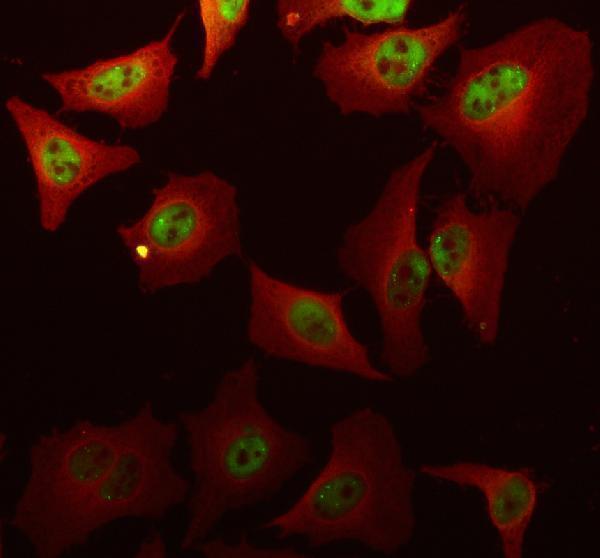 a04930 e4f1 primary antibodies if testing 1