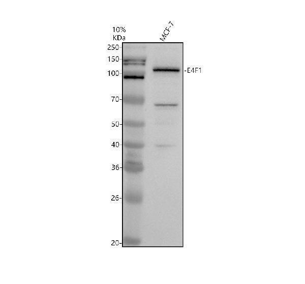a04930 e4f1 primary antibodies wb testing 1