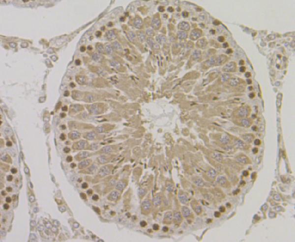 Immunohistochemical analysis of paraffin-embedded rat testis tissue using anti-ORP150 antibody