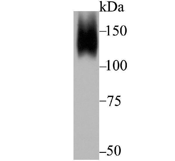 Western blot analysis of ORP150 on mouse prostate tissue lysate using anti-ORP150 antibody at 1/5,000 dilution