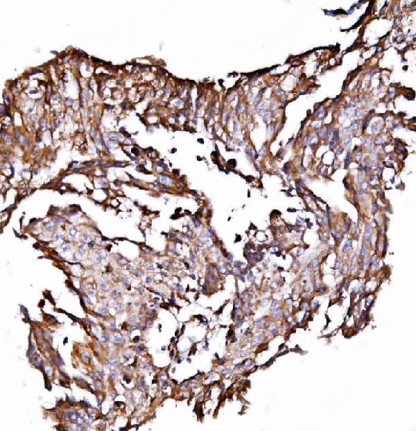 a04934 2 hyou1 primary antibodies ihc testing 4