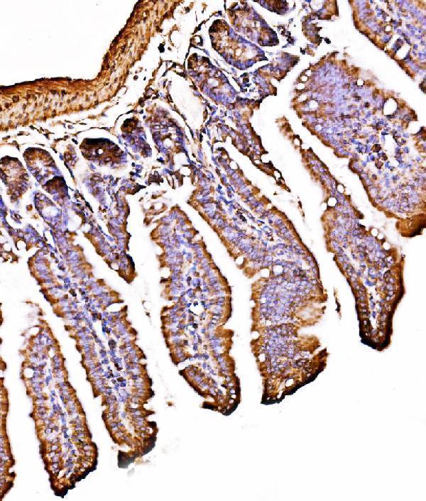 a04934 2 hyou1 primary antibodies ihc testing 7