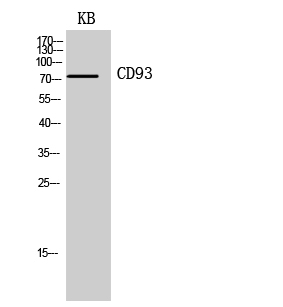 Western Blot analysis of KB cells using CD93 Polyclonal Antibody
