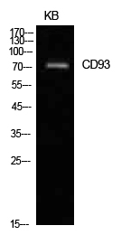 Western Blot analysis of KB cells using CD93 Polyclonal Antibody