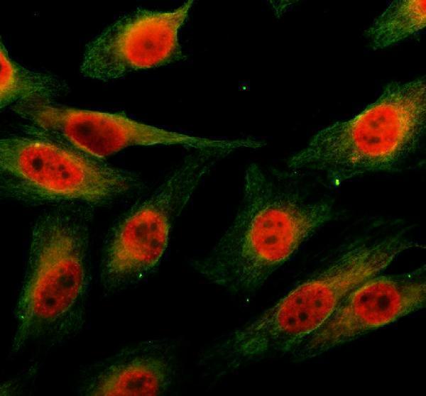a04940 3 frg1 primary antibodies if testing 1