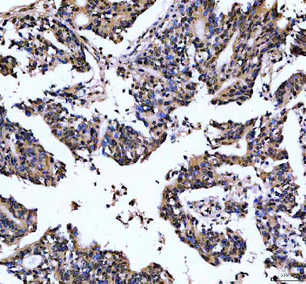 a04940 3 frg1 primary antibodies ihc testing 1