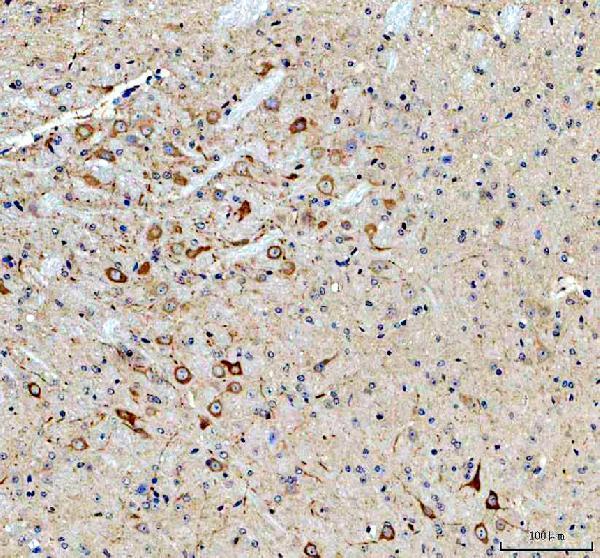a04940 3 frg1 primary antibodies ihc testing 2