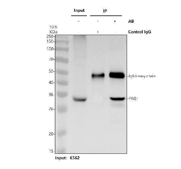 a04940 3 frg1 primary antibodies ip testing 1