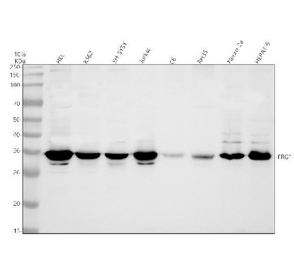a04940 3 frg1 primary antibodies wb testing 1