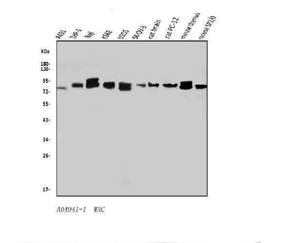 a04941 1 wac primary antibodies wb testing 1
