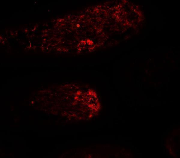 a04941 wac primary antibodies if testing 3