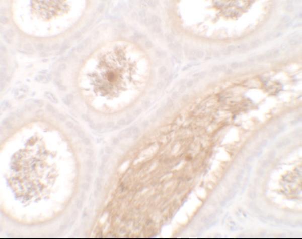 a04941 wac primary antibodies ihc testing 2