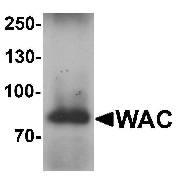 a04941 wac primary antibodies wb testing 1