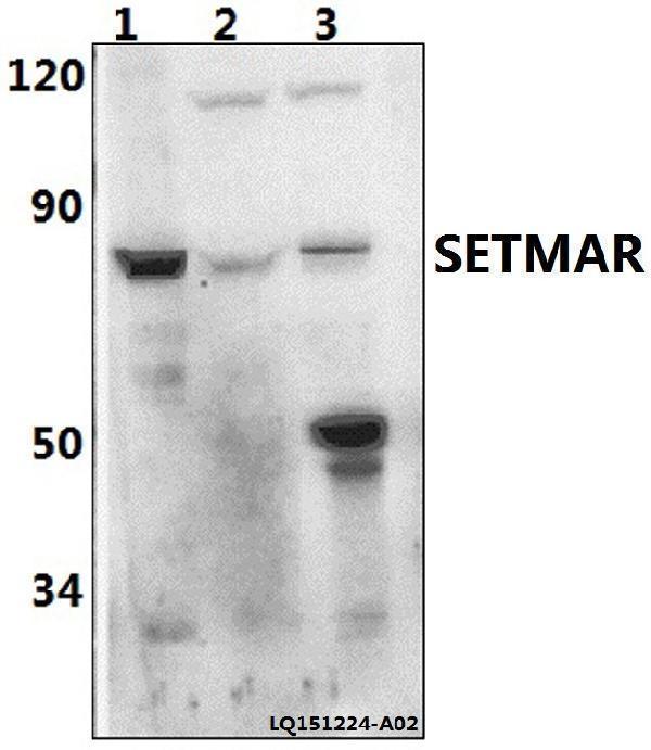a04944 setmar primary antiboties wb testing 1