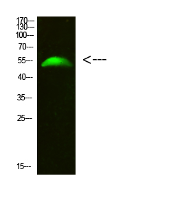 Western blotting validation for Anti-GCM2 Antibody A04945
Western Blot analysis of 293T cells using primary antibody diluted at 1:500 (4°C overnight)