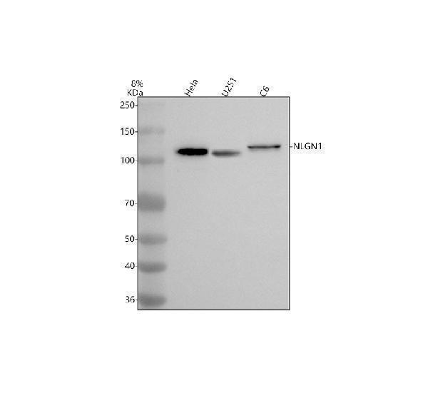 Western blot analysis of NLGN1 using anti-NLGN1 antibody (A04948-1)
