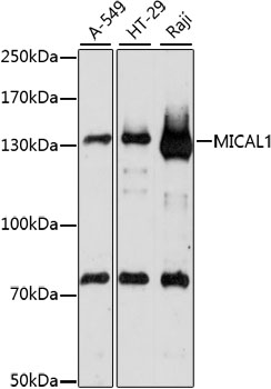 a04949 mical1 primary antiboties wb testing 1