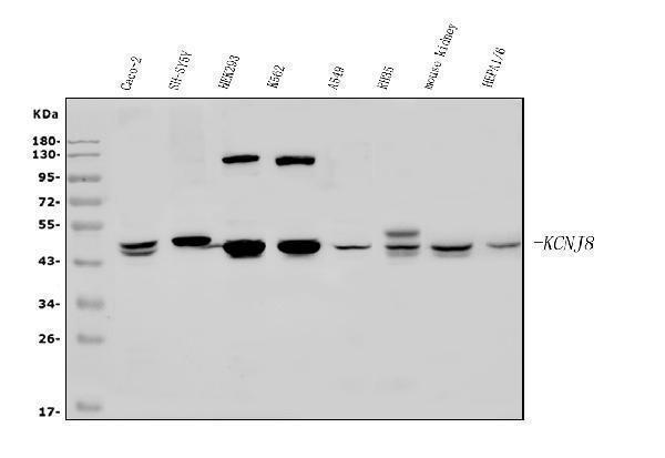  Western blot analysis of Kir6