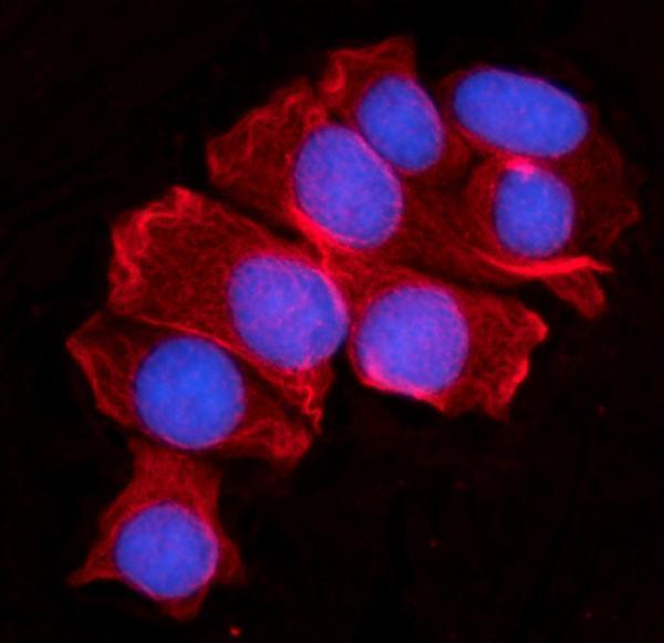 a04952 mov10 primary antibodies if testing 7