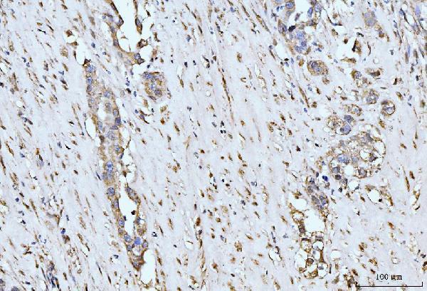a04952 mov10 primary antibodies ihc testing 2