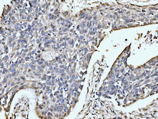 a04952 mov10 primary antibodies ihc testing 3