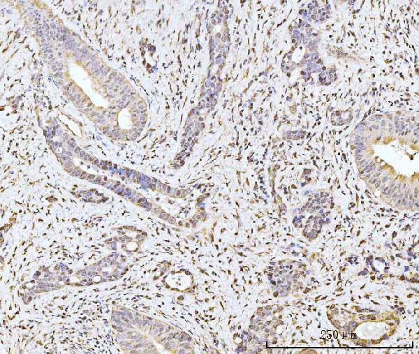 a04952 mov10 primary antibodies ihc testing 4