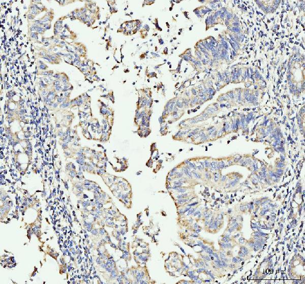 a04952 mov10 primary antibodies ihc testing 5