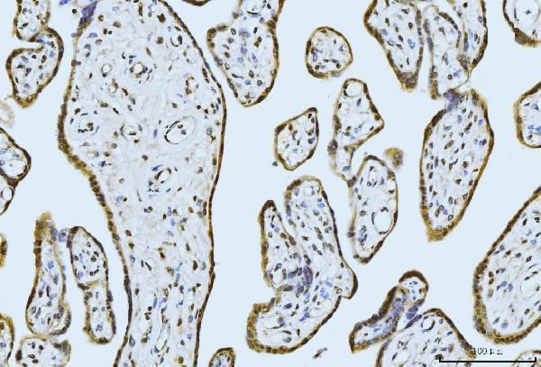 a04952 mov10 primary antibodies ihc testing 6