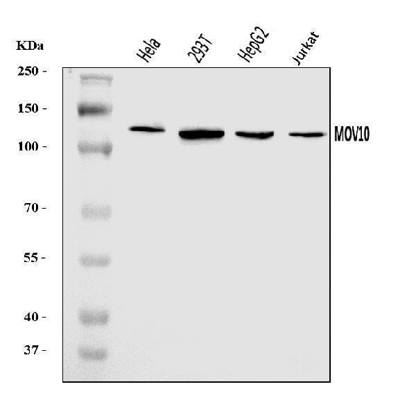 a04952 mov10 primary antibodies wb testing 1