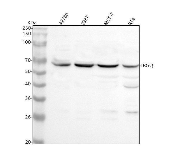 a04954 1 irgq primary antibodies wb testing 1