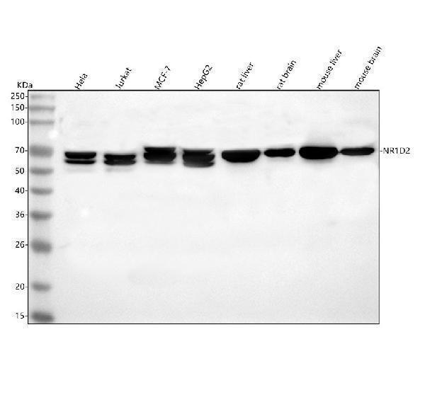  Western blot analysis of NR1D2 using anti-NR1D2 antibody (A04958-2)
