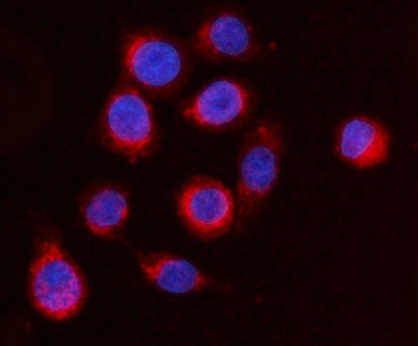 a04959 arfgap1 primary antibodies if testing 4