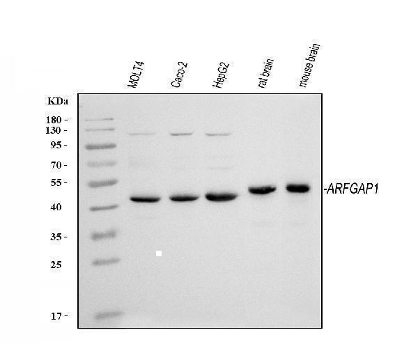 a04959 arfgap1 primary antibodies wb testing 1