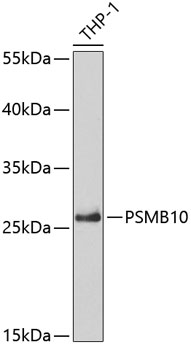 Western blot analysis of extracts of THP-1 cells, using PSMB10 antibody  at 1:5000 dilution