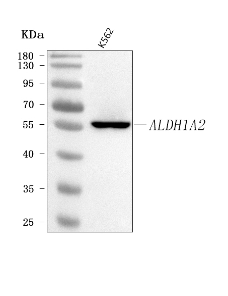 a04961 2 aldh1a2 primary antibodies wb testing 1