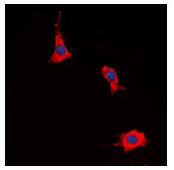 Immunofluorescent analysis of EP2 staining in HeLa cells