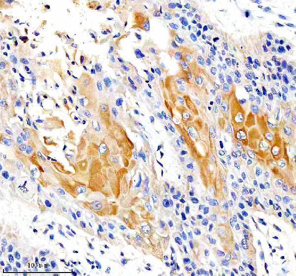  IHC analysis of IFITM2 using anti-IFITM2 antibody (A04964-2)