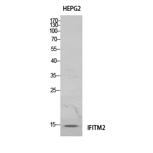 Western Blot (WB) analysis of HeLa cells using IFITM2 Polyclonal antibody