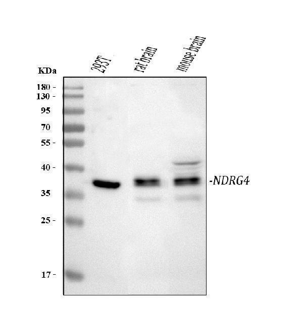  Western blot analysis of NDRG4 using anti-NDRG4 antibody (A04972-1)