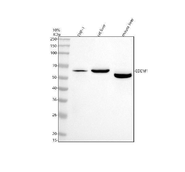  Western blot analysis of EDEM1 using anti-EDEM1 antibody (A04973-1)