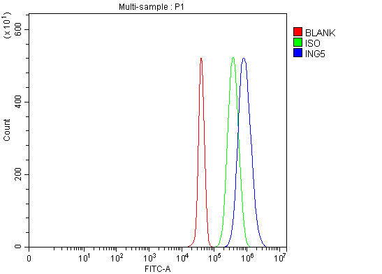  Flow Cytometry analysis of JK cells using anti-ING5 antibody (A04974-3)