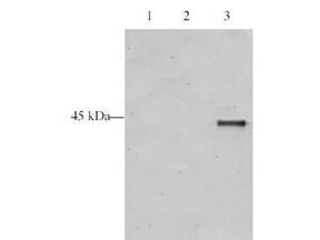 Western blot analysis is shown using Boster's Affinity Purified anti-p28 ING5 antibody to detect over expressed Human ING5 present in HeLa cell nuclear extracts