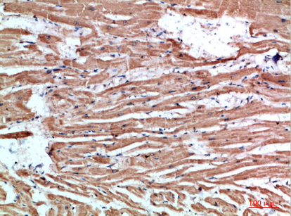a04980 1 nlrx1 primary antibodies ihc testing 3