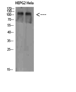 a04980 1 nlrx1 primary antibodies wb testing 2