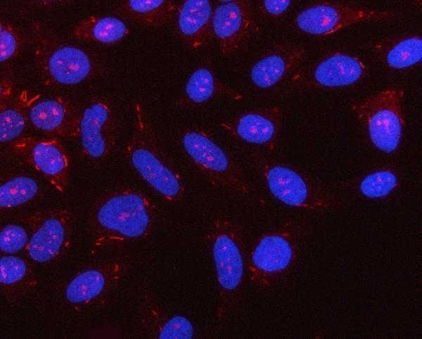 a04980 3 nlrx1 primary antibodies if testing 5