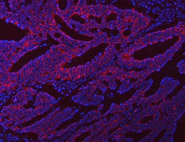 a04980 3 nlrx1 primary antibodies if testing 6