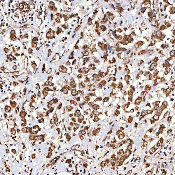  IHC analysis of NLRX1 using anti-NLRX1 antibody (A04980-3)